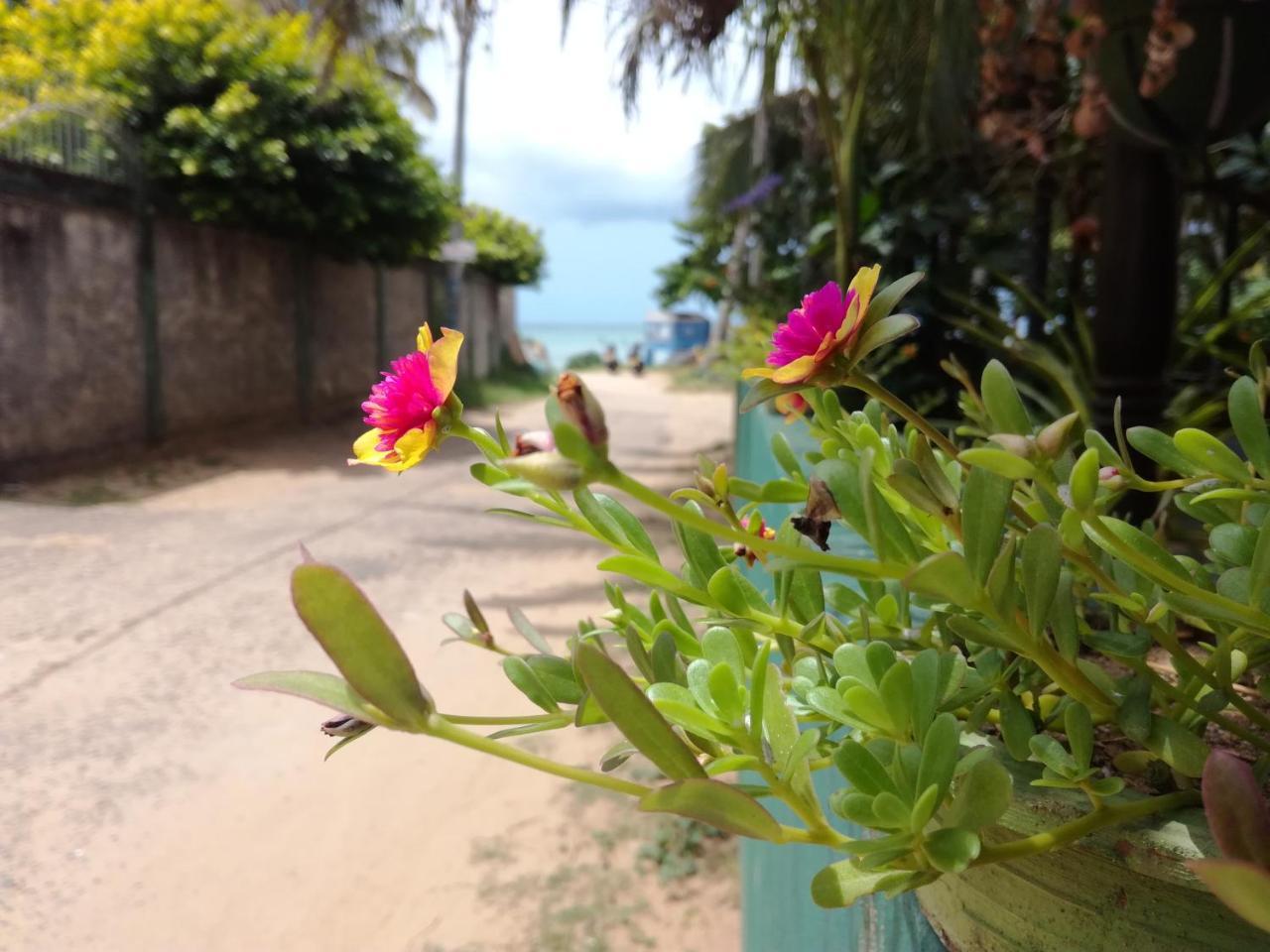 Julie Guest House Tangalle Extérieur photo